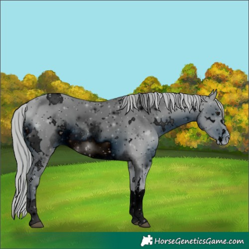 Horse Color:ERROR: UNKNOWN ANOMALY