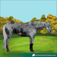 Horse Color:ERROR: UNKNOWN ANOMALY
