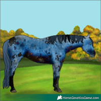 Horse Color:ERROR: UNKNOWN ANOMALY