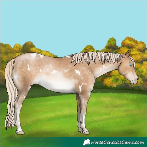 Horse Color:White Spotted Chocolate Palomino Pearl 