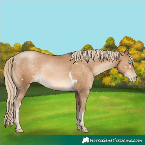 Horse Color:White Spotted Chocolate Palomino Pearl