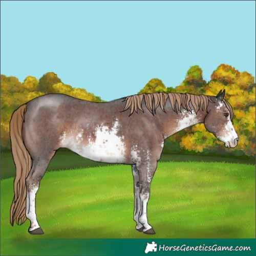 Horse Color:White Spotted Liver Chestnut Sabino