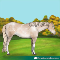 Horse Color:White Spotted Chocolate Palomino Pearl 