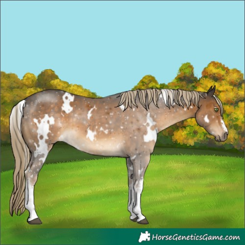 Horse Color:White Spotted Chocolate Palomino 