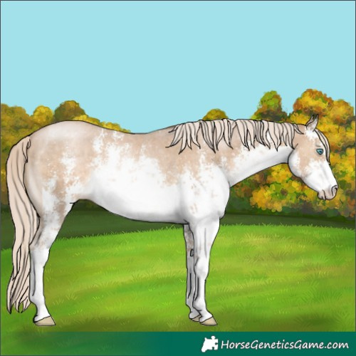 Horse Color:White Spotted Chocolate Palomino Pearl Sabino
