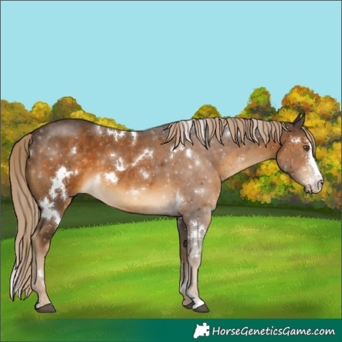 Horse Color:White Spotted Chocolate Palomino Sabino