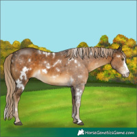 Horse Color:White Spotted Chocolate Palomino Sabino 