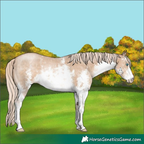 Horse Color:White Spotted Chocolate Palomino Pearl Sabino