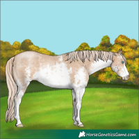 Horse Color:White Spotted Chocolate Palomino Pearl Sabino 