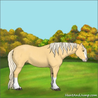 Horse Color:Palomino Roan Splash 