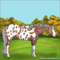 Horse Color:Nacre Silver Buckskin Splash Appaloosa 