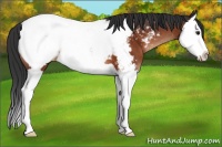 Horse Color:Brown Splash Appaloosa 