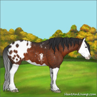 Horse Color:Brown Splash Appaloosa 