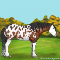 Horse Color:Brown Sabino Splash Appaloosa