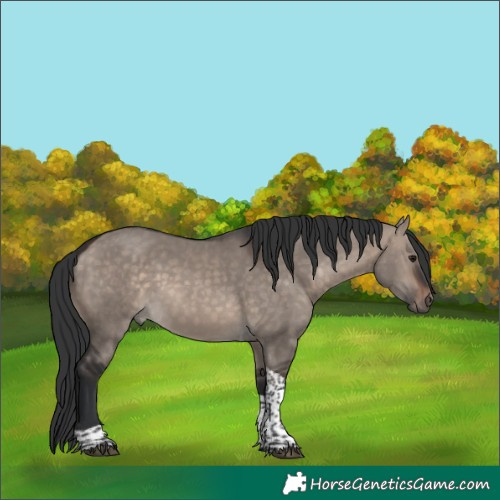 Horse Color:Brown Dun Mushroom Tobiano Rabicano 