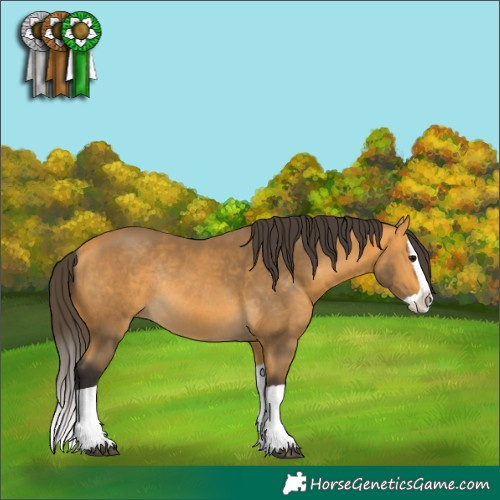 Horse Color:Buckskin Splash Rabicano 