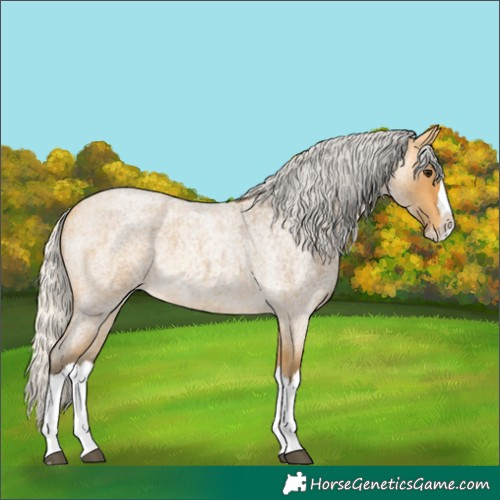 Horse Color:Silver Buckskin Roan Splash 