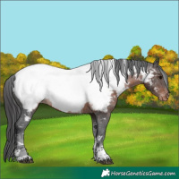 Horse Color:Brown Tobiano Near Fewspot 