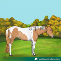 Horse Color:Chestnut Tobiano Rabicano 