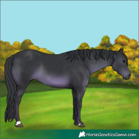 Horse Color:Black Rabicano 