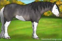 Horse Color:Black Splash Rabicano 