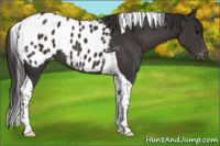 Horse Color:Smoky Black Tobiano Appaloosa 