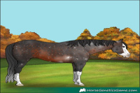 Horse Color:Brown Splash 