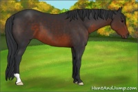 Horse Color:Brown 