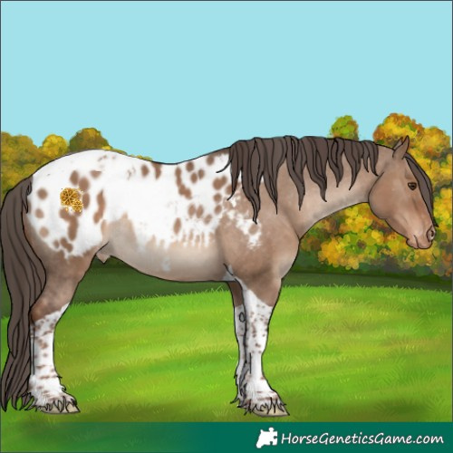 Horse Color:Liver Red Dun Tobiano Appaloosa Rabicano 