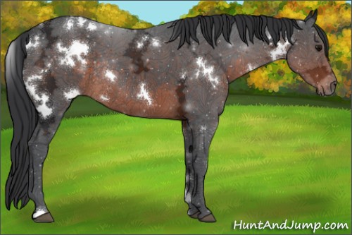 Horse Color:White Spotted Brown Ice Rabicano 