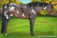 Horse Color:White Spotted Brown Ice Rabicano 