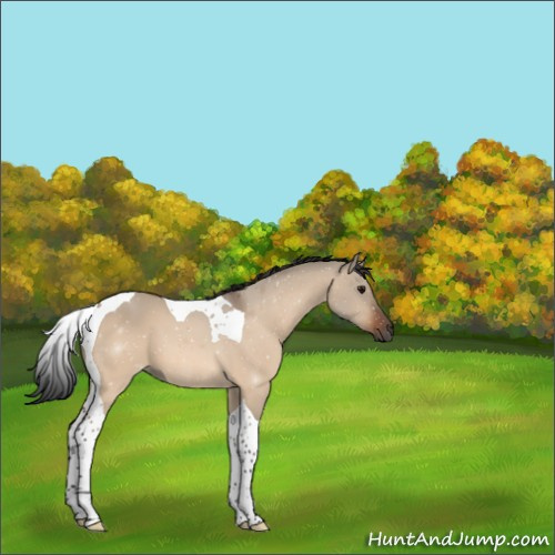 Horse Color:Bay Dun Tobiano