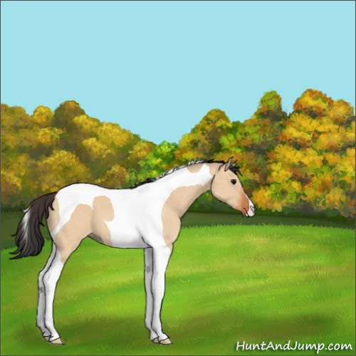 Horse Color:Bay Dun Tobiano 