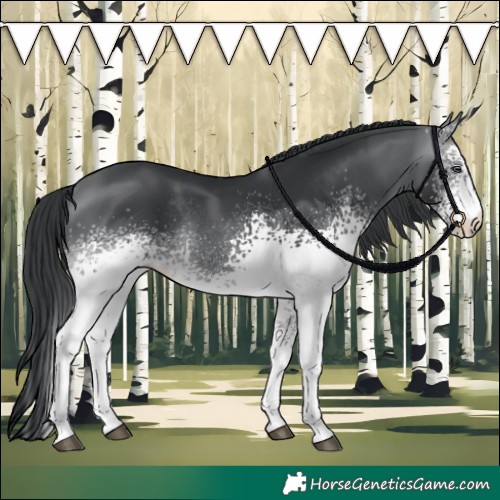 Horse Color:White Spotted Brown Chinchilla Rabicano 