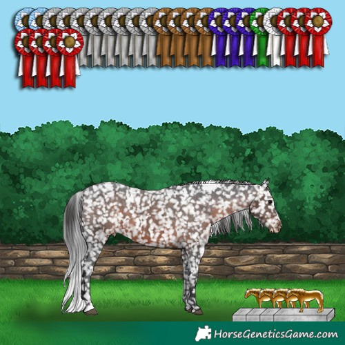 Horse Color:White Spotted Brown Appaloosa 