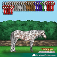Horse Color:White Spotted Brown Appaloosa 