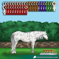 Horse Color:White Spotted Brown Appaloosa 