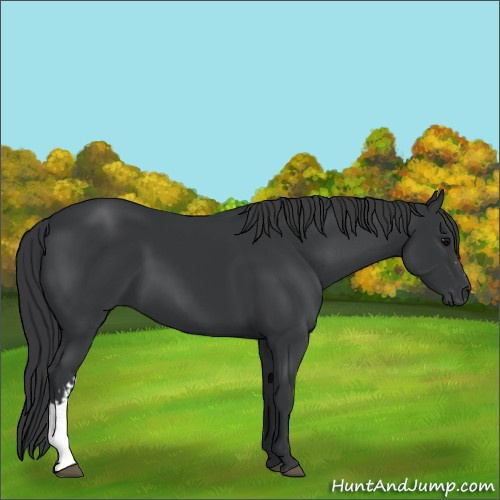 Horse Color:Black and Black