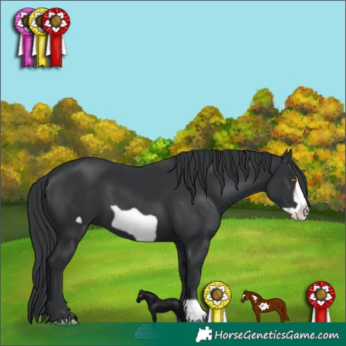 Horse Color:Black Frame 