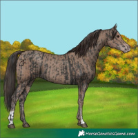 Horse Color:Black and Classic Champagne