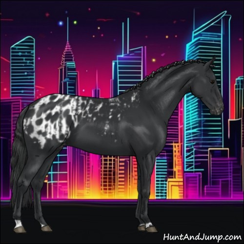 Horse Color:Black  and Black Appaloosa 