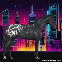 Horse Color:Black  and Black Appaloosa 