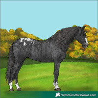 Horse Color:Black  and Black Appaloosa 