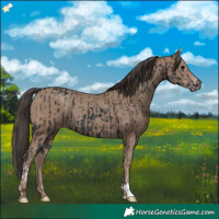 Horse Color:Black  and Classic Champagne 