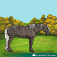 Horse Color:Black and Silver Black