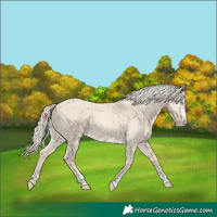 Horse Color:Cremello Dun 