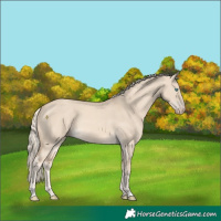 Horse Color:Cremello Dun 