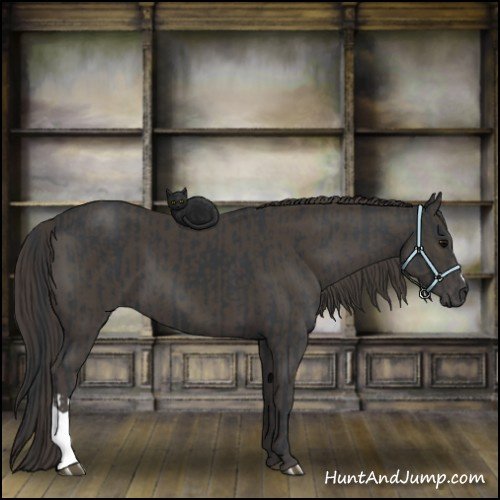 Horse Color:Black and Smoky Black