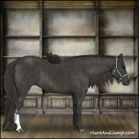 Horse Color:Black  and Smoky Black 