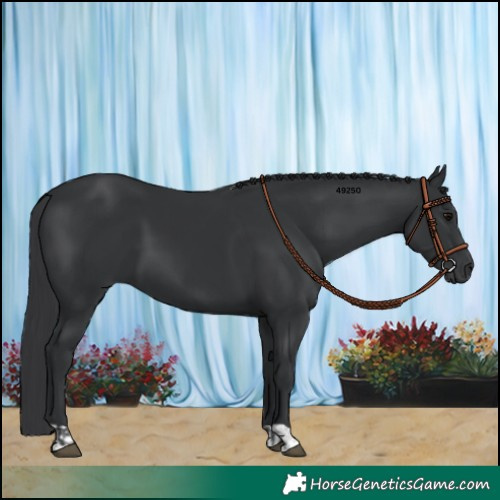 Horse Color:Black  and Black 